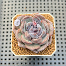 Echeveria Hybrid sp. 1"-2" Hand-Selected Clone (From Brotherly Farm) Succulent Plant Cutting
