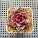 Echeveria Hybrid sp. 1"-2" Hand-Selected Clone (From Brotherly Farm) Succulent Plant Cutting