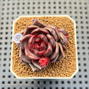 Echeveria Hybrid sp. 1"-2" Hand-Selected Clone (From Brotherly Farm) Succulent Plant Cutting