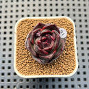 Echeveria Hybrid sp. 1"-2" Hand-Selected Clone (From Brotherly Farm) Succulent Plant Cutting