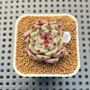 Echeveria Hybrid sp. 1"-2" Hand-Selected Clone (From Brotherly Farm) Succulent Plant Cutting