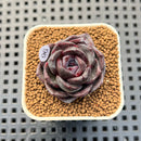 Echeveria Hybrid sp. 1"-2" Hand-Selected Clone (From Brotherly Farm) Succulent Plant Cutting
