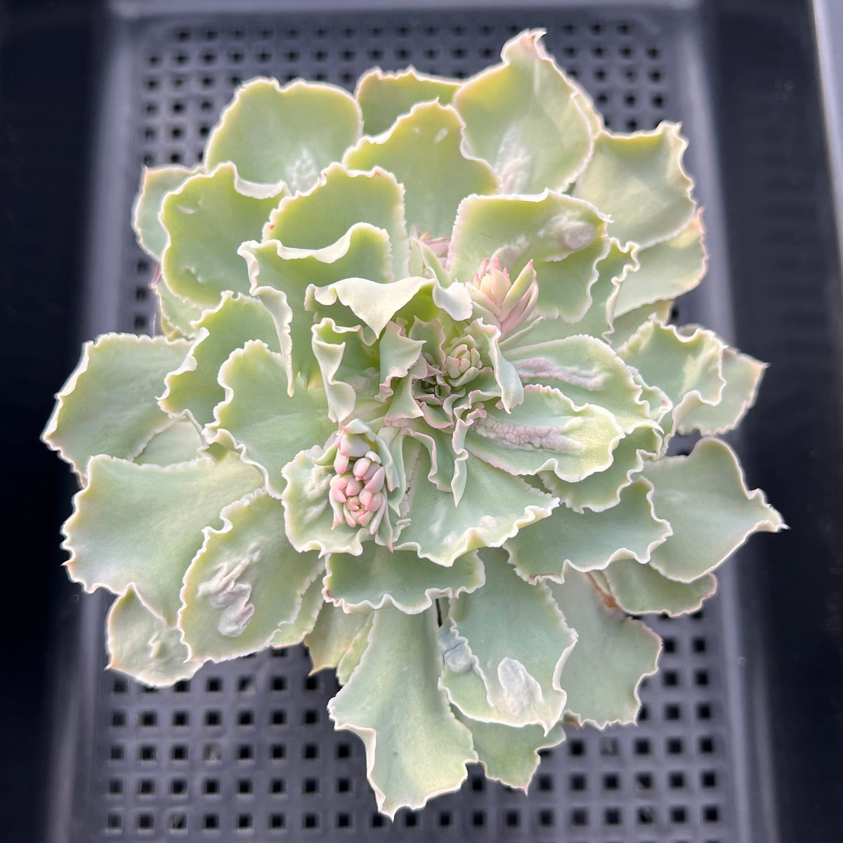 Echeveria 'Shaviana' Carunculated 3"-4" Succulent Plant