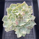 Echeveria 'Shaviana' Carunculated 3"-4" Succulent Plant