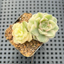 Echeveria 'Nicksana' Variegated 2" Succulent Plant