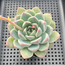 Echeveria 'Alba Beauty' 2" Succulent Plant