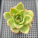 Echeveria 'Jupiter' 2" Succulent Plant