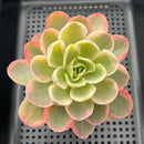 Echeveria 'Pink Vera' Variegated 4" Large Succulent Plant