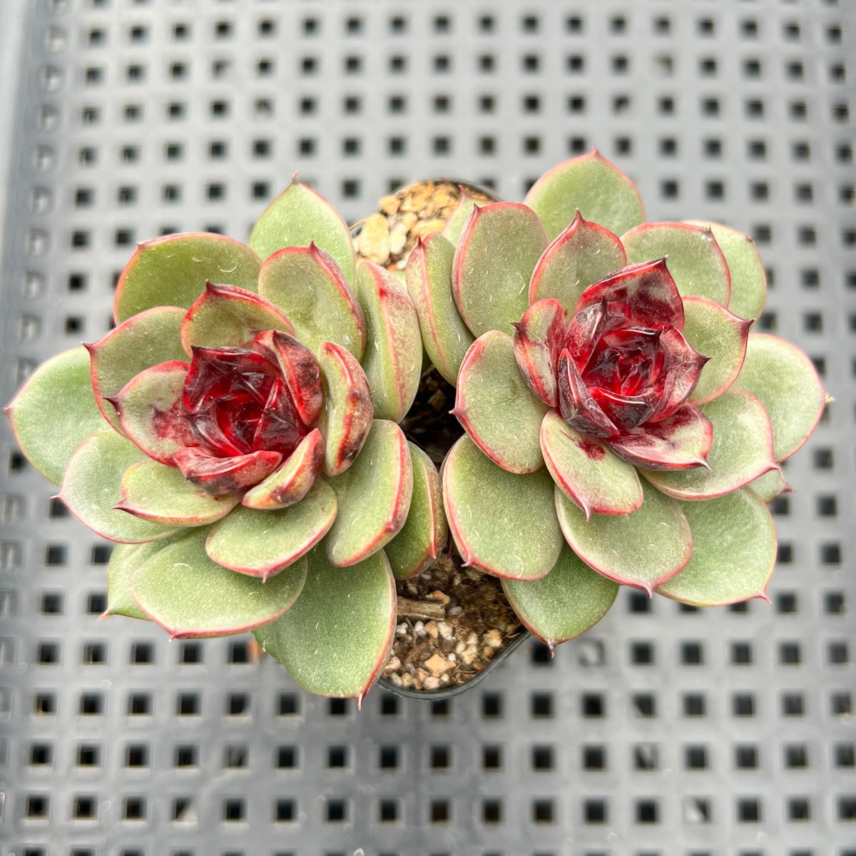 Echeveria Agavoides 'Eclipse' 2" (100% Grown In House) Succulent Plant