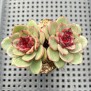 Echeveria Agavoides 'Eclipse' 2" (100% Grown In House) Succulent Plant