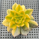 Echeveria 'Black Prince' Variegated 3"-4" Succulent Plant