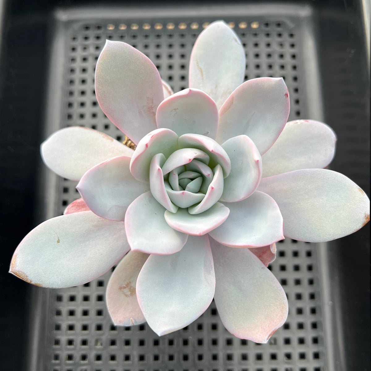 Echeveria 'White Lotus' 4"-5" Succulent Plant