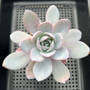 Echeveria 'White Lotus' 4"-5" Succulent Plant