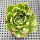 Echeveria Longissima Carunculated 2" Succulent Plant