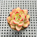 Echeveria 'Daredevil' 2" Succulent Plant