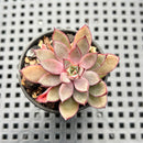 Echeveria 'Rika' 1"-2" Succulent Plant