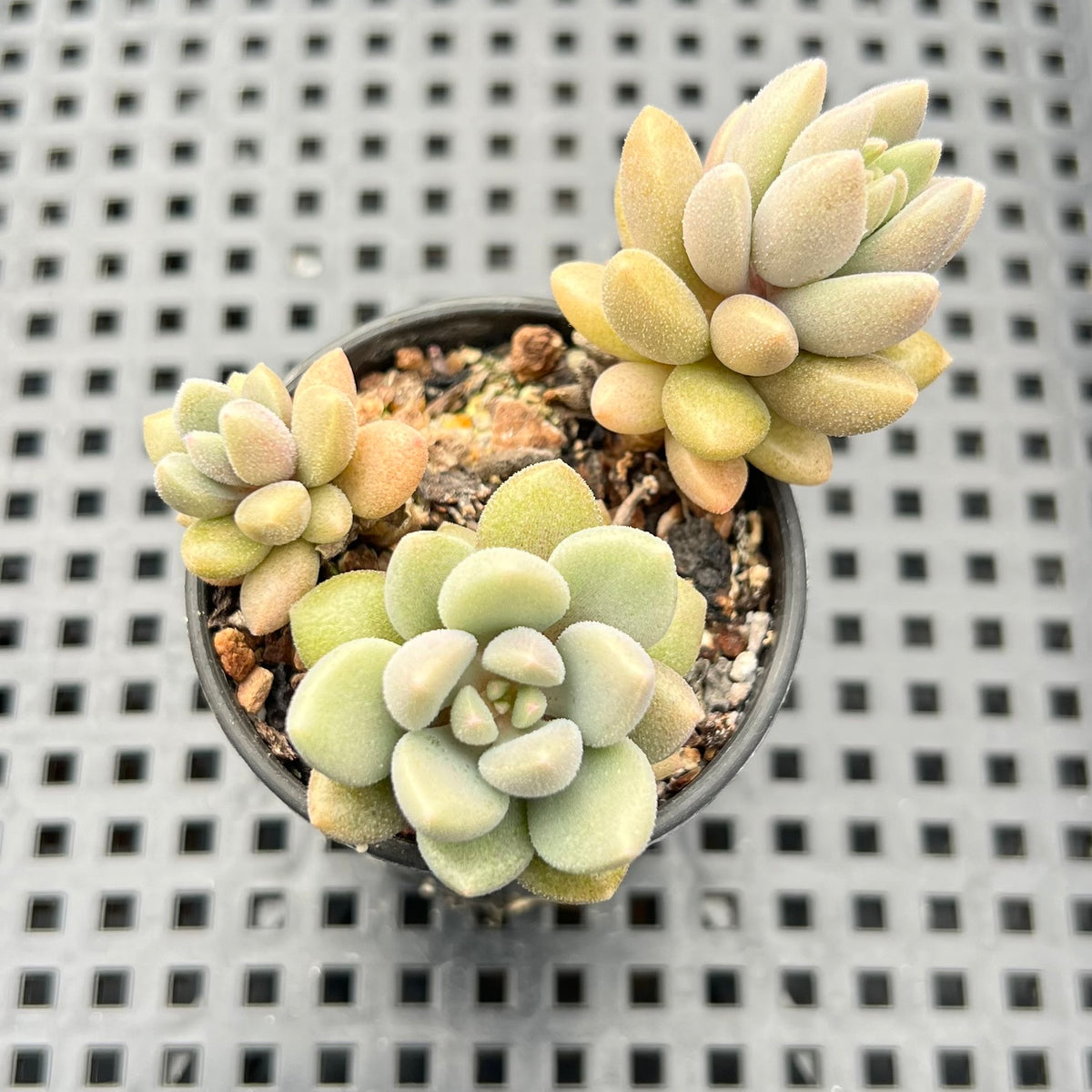 Echeveria 'Angels Kiwi' 2" Air Magic Hybrid Succulent Plant