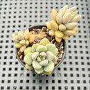 Echeveria 'Angels Kiwi' 2" Air Magic Hybrid Succulent Plant