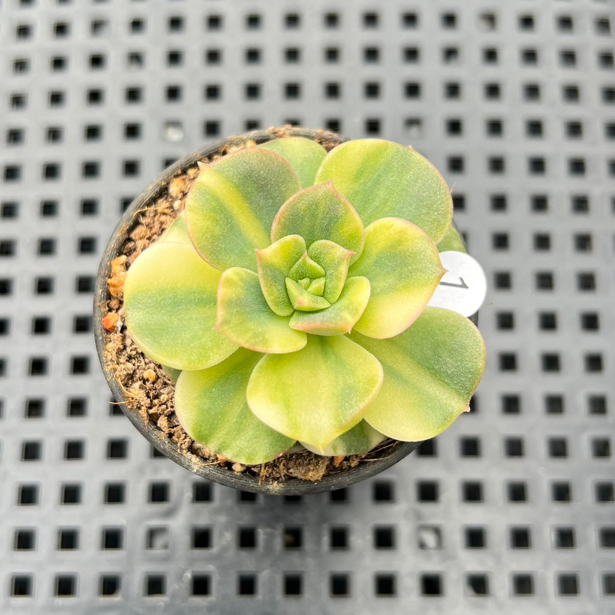 Echeveria 'Nicksana' Variegated 1"-2" Succulent Plant