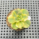 Echeveria 'Nicksana' Variegated 1"-2" Succulent Plant