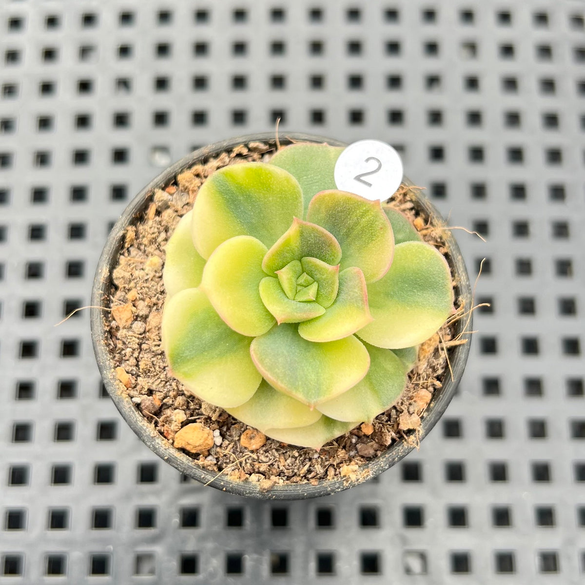 Echeveria 'Nicksana' Variegated 2" Succulent Plant