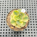Echeveria 'Nicksana' Variegated 2" Succulent Plant
