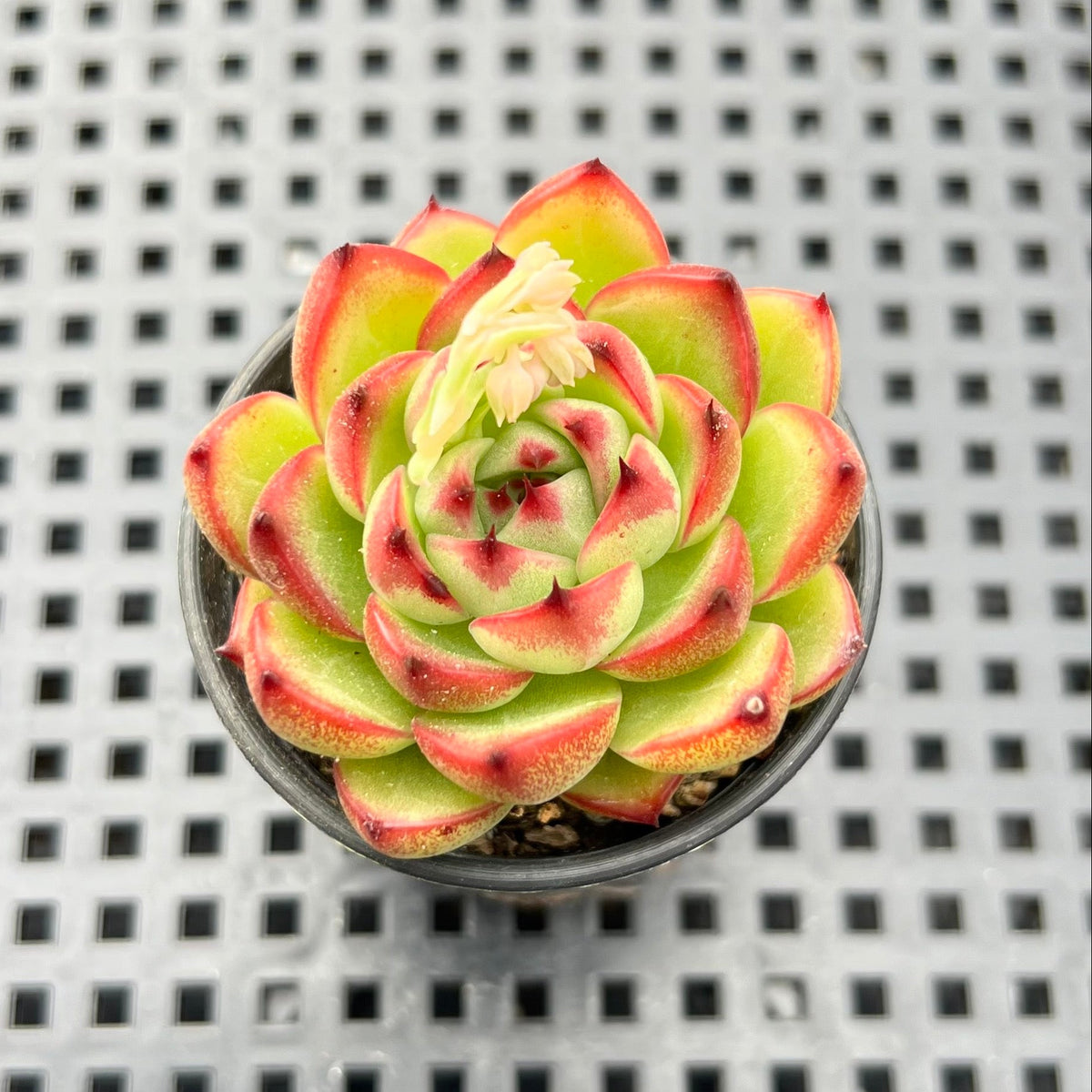 Echeveria Agavoides 'Moonstone' 2" Succulent Plant