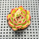 Echeveria Agavoides 'Moonstone' 2" Succulent Plant