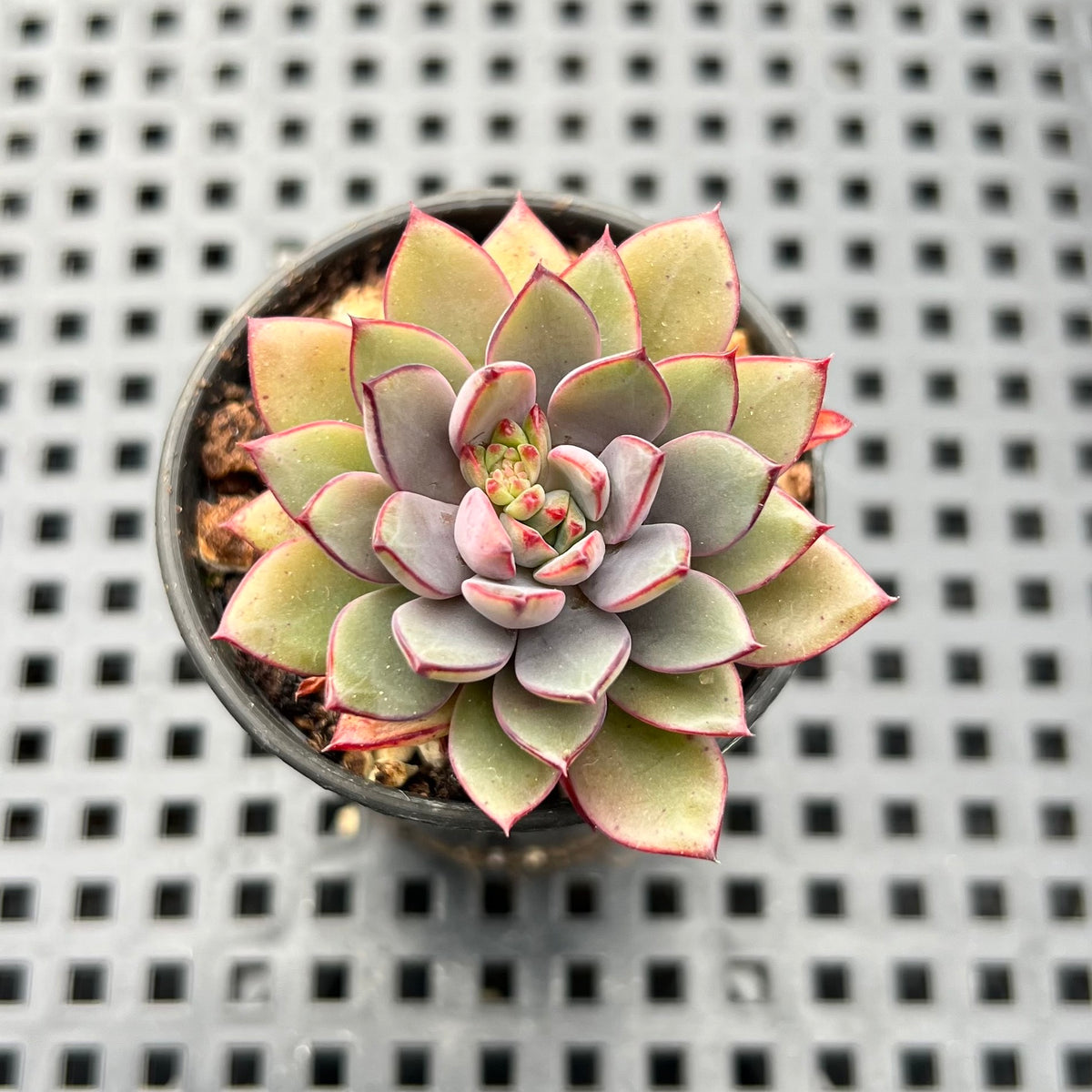Echeveria 'Rika' 1"-2" Succulent Plant