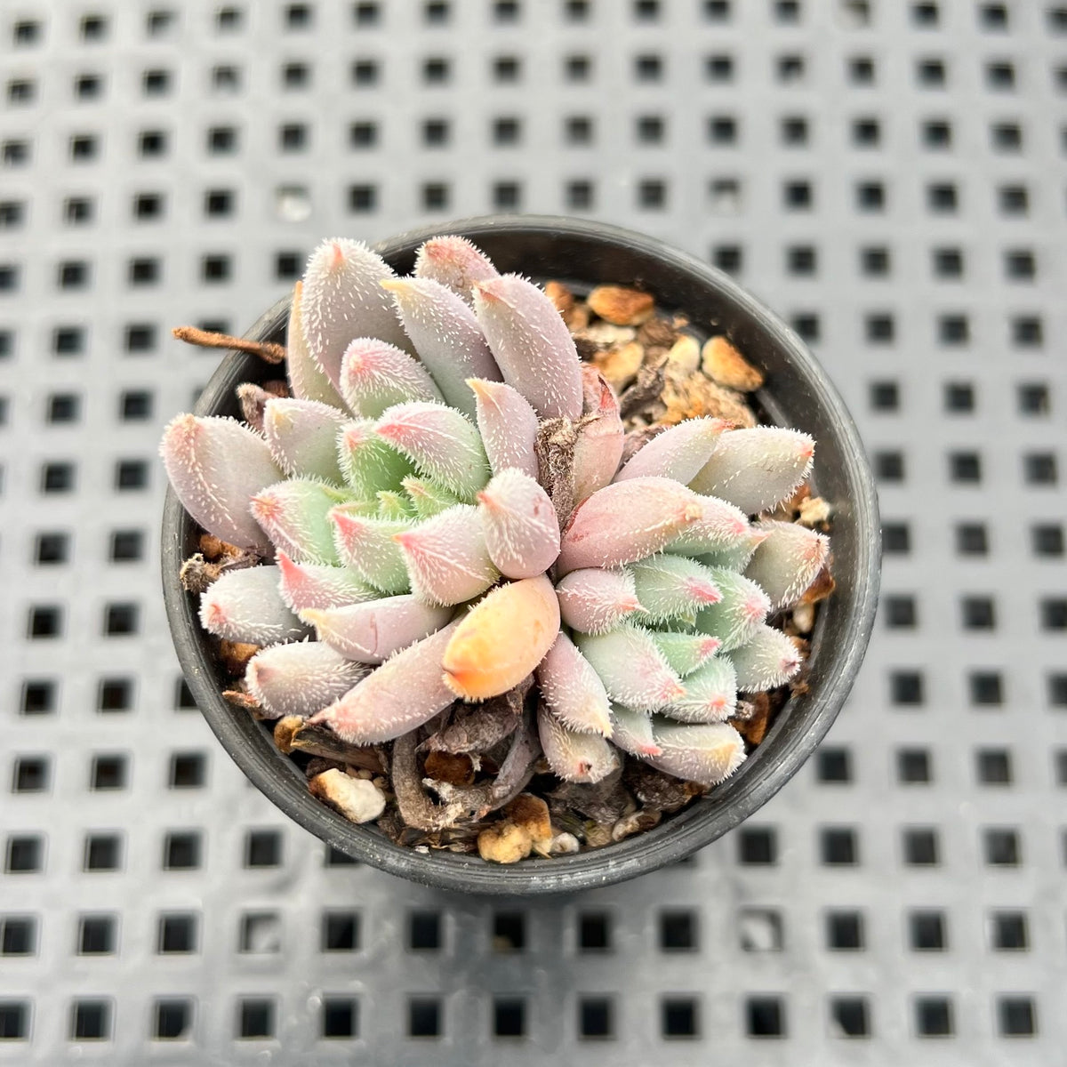 Echeveria 'Hamilton' 1"-2" (Setosa Hybrid) Succulent Plant