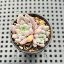 Echeveria 'Hamilton' 1"-2" (Setosa Hybrid) Succulent Plant