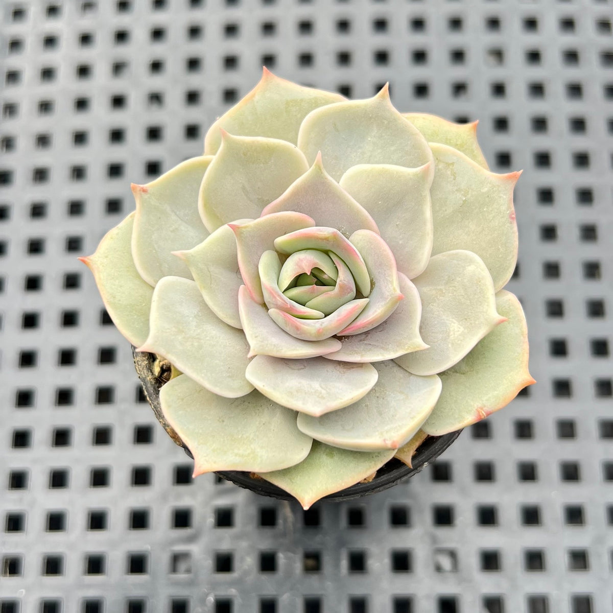 Echeveria 'Top Pink' 1"-2" Succulent Plant