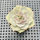 Echeveria 'Top Pink' 1"-2" Succulent Plant
