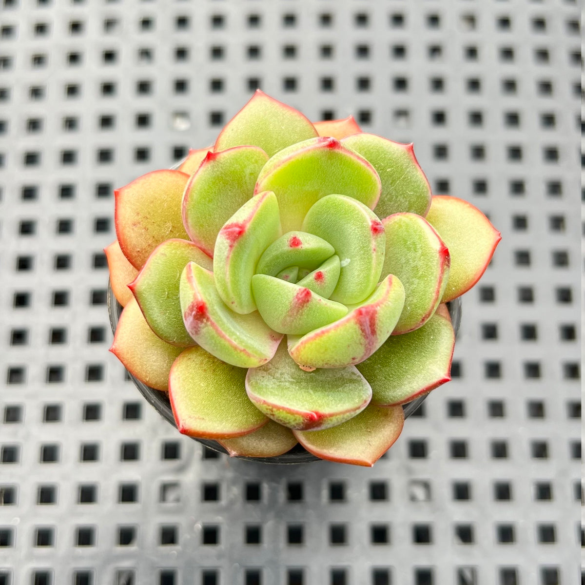 Echeveria 'Salu' 2" Succulent Plant