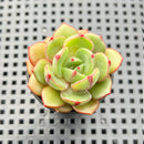Echeveria 'Salu' 2" Succulent Plant