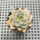 Echeveria 'Water Drop' 2" Succulent Plant