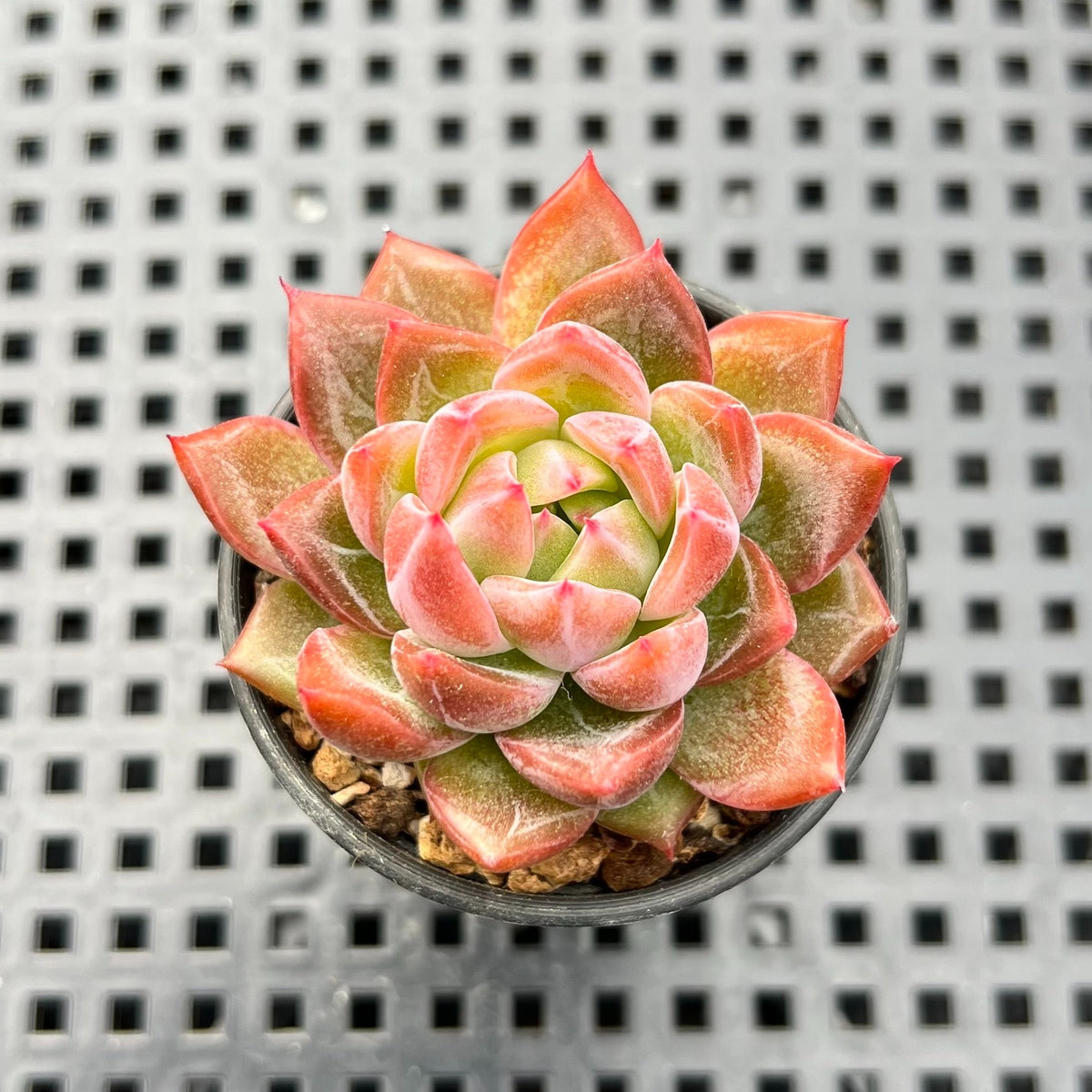 Echeveria sp. 1"-2" Succulent Plant