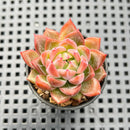 Echeveria sp. 1"-2" Succulent Plant