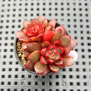 Echeveria sp. 2" Succulent Plant