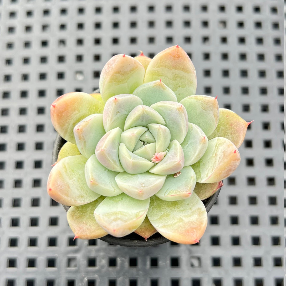Echeveria 'Alba Beauty' 1"-2" Succulent Plant
