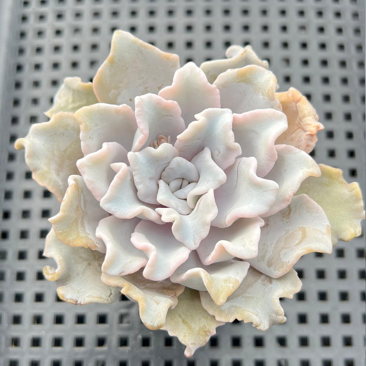 Echeveria Lilacina 'Crispate Beauty' 2"-3" Succulent Plant