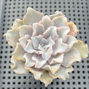 Echeveria Lilacina 'Crispate Beauty' 2"-3" Succulent Plant