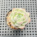 Echeveria 'Helena' Hybrid 1"-2" Succulent Plant