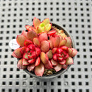 Echeveria sp. 2" Succulent Plant