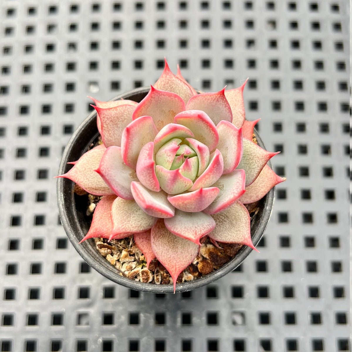Echeveria 'Linjieana' 1" Succulent Plant