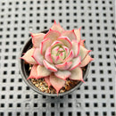 Echeveria 'Linjieana' 1" Succulent Plant