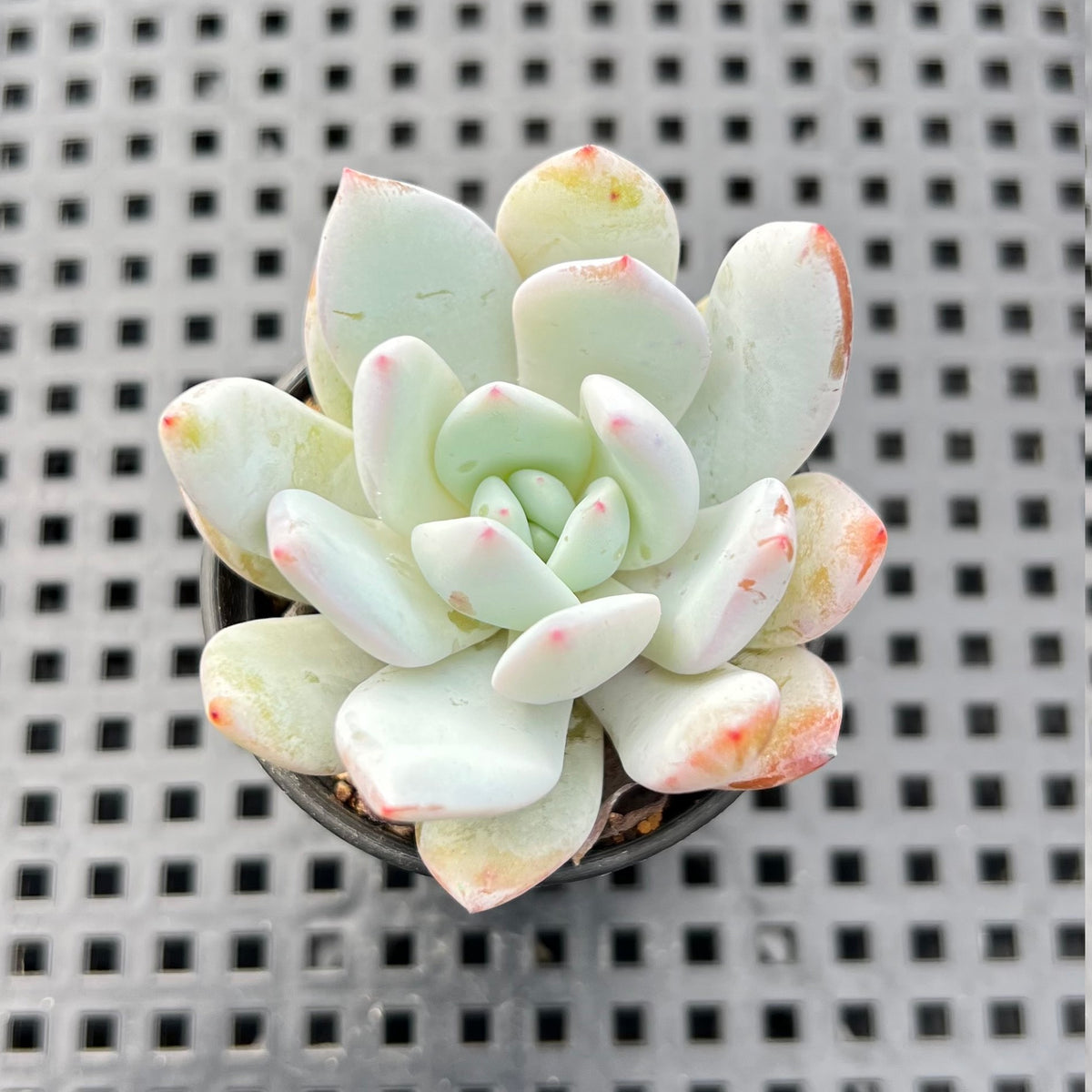 Echeveria 'Ivory' 1"-2" Succulent Plant