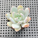 Echeveria 'Ivory' 1"-2" Succulent Plant