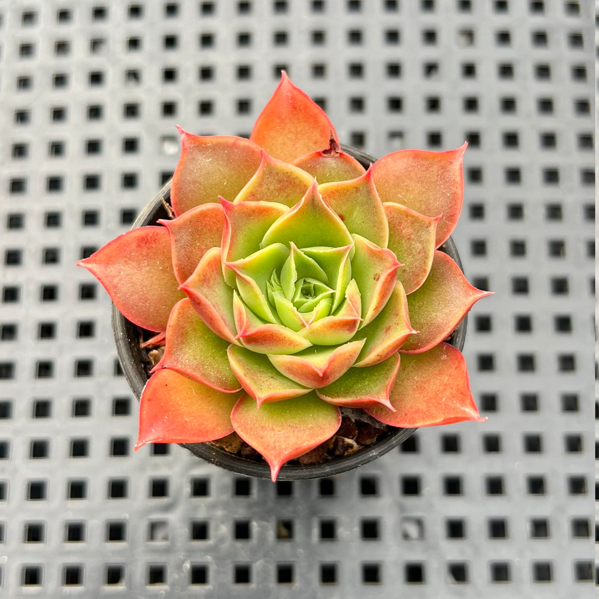 Echeveria 'Salsa Verde' 1"-2" Succulent Plant