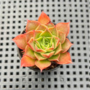 Echeveria 'Salsa Verde' 1"-2" Succulent Plant